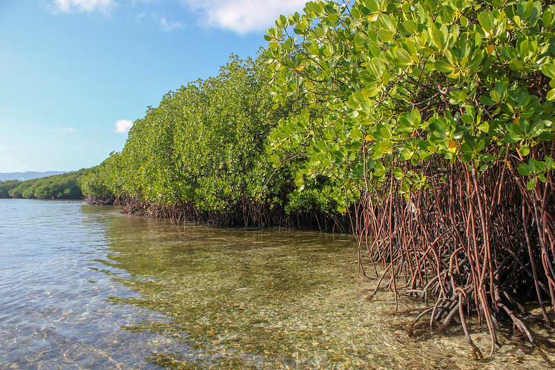 Mangroves and seagrasses shoreline.